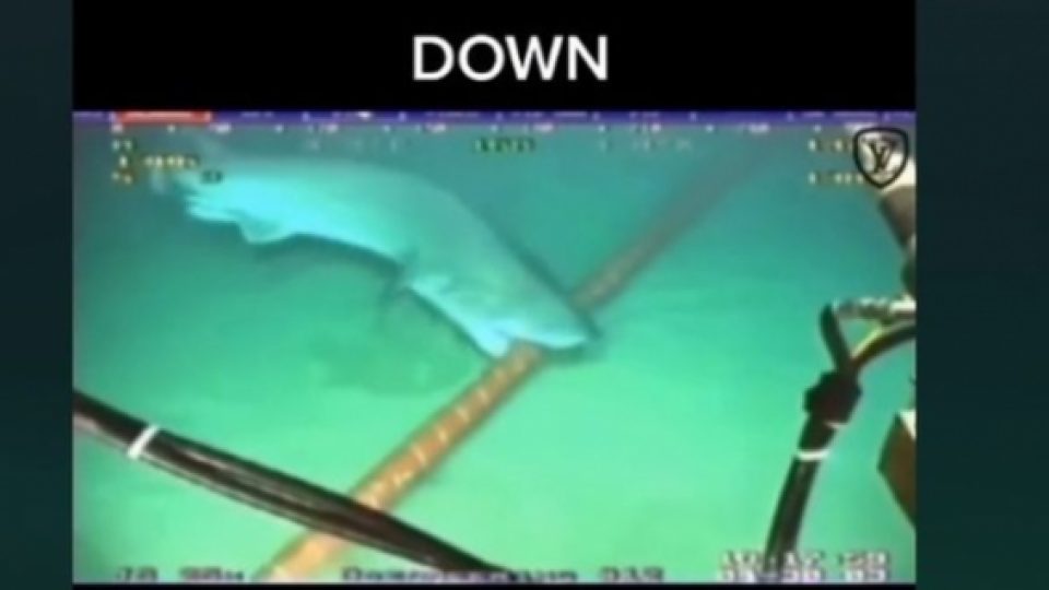 Hoaks Video Ikan Hiu Gigit Kabel Bikin Jaringan Telkomsel dan Indosat Gangguan