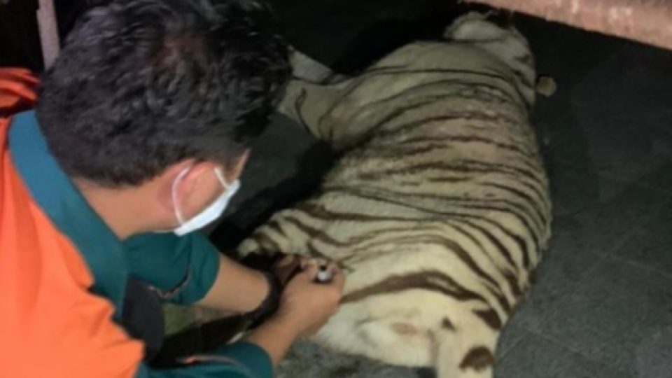 Satu Harimau yang Lepas dari Sinka Zoo, Singkawang, Berhasil Diamankan, Satunya Lagi Terpaksa Ditembak Mati