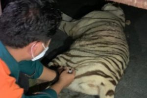 Satu Harimau yang Lepas dari Sinka Zoo, Singkawang, Berhasil Diamankan, Satunya Lagi Terpaksa Ditembak Mati