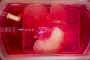 Ilmuwan Sukses Kembangkan Hati Buatan dari Sel Kulit Manusia yang Berfungsi Normal Pada Tikus Percobaan