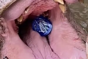 Viral Kuda Nil Taman Safari Indonesia Menelan Botol Plastik, Pelaku yang Melempar Botol Meminta Maaf