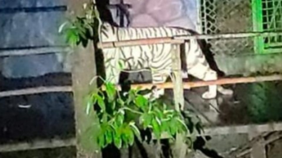 1 Dari 2 Harimau yang Lepas di Sinka Zoo, SIngkawang, Ditembak Mati
