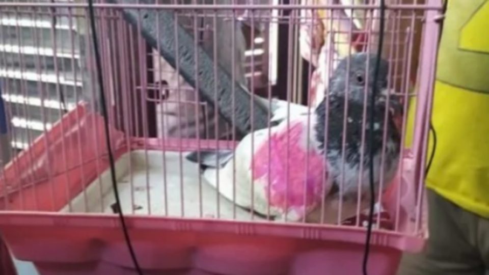 Polisi India Menahan Seekor Burung Merpati Karena Dicurigai Sebagai Mata-mata
