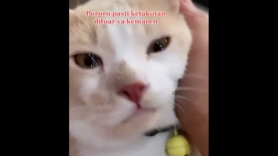 Pororo, Kucing Seleb TikTok yang Hilang dan Bikin Heboh Media Sosial Telah Ditemukan