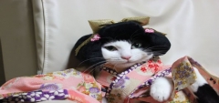Bergaya Seperti Orang Jepang, Kucing Ini Hebohkan Internet