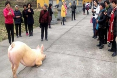 Setelah Kabur, Babi Ini Pulang Dan Bersujud di Depan Kuil
