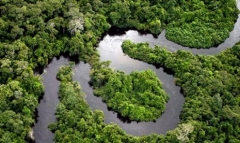 Penyerapan Gas Karbon Di Amazon Menipis