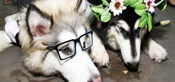 Resepsi Pernikahan Mewah dan Heboh Sepasang Anjing 