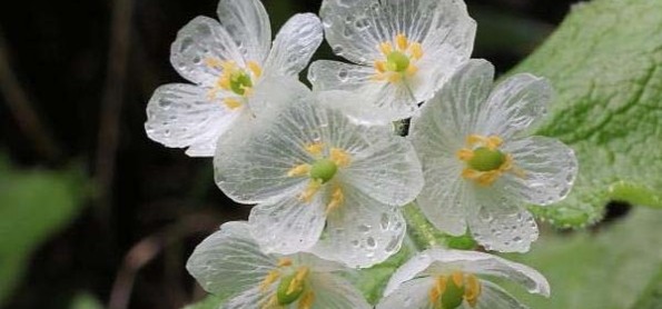 Kelopak Bunga Ini Menjadi Transparan Saat Terkena Air Hujan
