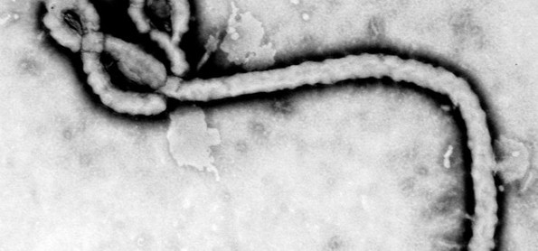 Ebola: Penyebaran dan Dampak Pada Manusia